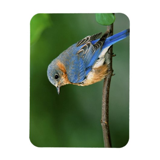 Vrouw Oostelijke Blauwvogel, Sialia sialis Magneet (Verticaal)