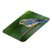 Vrouw Oostelijke Blauwvogel, Sialia sialis Magneet (Linkerzijde)