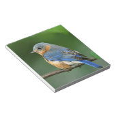 Vrouw Oostelijke Blauwvogel, Sialia sialis Notitieblok (Schuin)