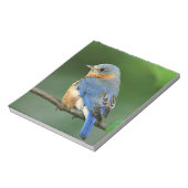 Vrouw Oostelijke Blauwvogel, Sialia sialis Notitieblok (Linkerzijde)