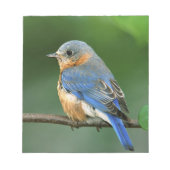 Vrouw Oostelijke Blauwvogel, Sialia sialis Notitieblok (Voorkant)