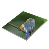 Vrouw Oostelijke Blauwvogel, Sialia sialis Tegeltje (Zijkant)