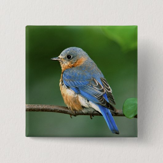 Vrouw Oostelijke Blauwvogel, Sialia sialis Vierkante Button 5,1 Cm (Voorkant)