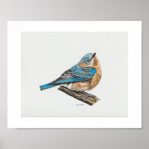 Vrouw Oostelijke Bluebird Art Print