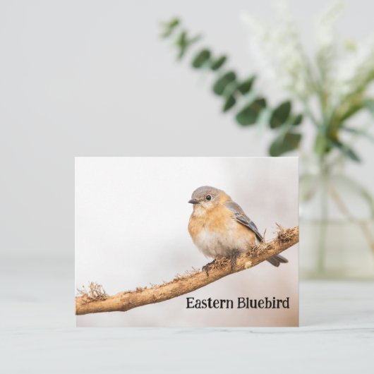 Vrouw Oosterse Bluebird Briefkaart (Staand voorkant)