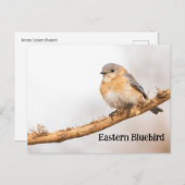 Vrouw Oosterse Bluebird Briefkaart (Voorkant / Achterkant)