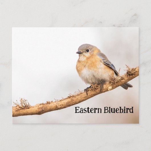 Vrouw Oosterse Bluebird Briefkaart (Voorkant)