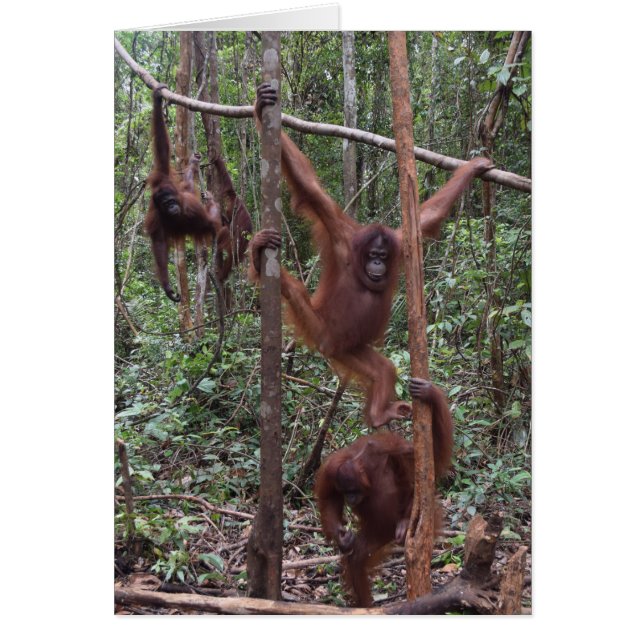 Vrouw Orangutans op het Oerwoud Borneo (Voorkant)