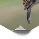 Vrouw Paarse Finch Poster (Hoek)