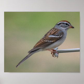 Vrouw Paarse Finch Poster