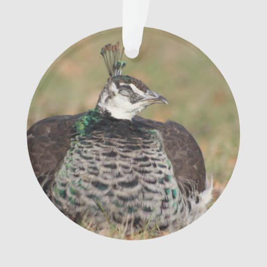 Vrouw Peacock ornament (voorkant)