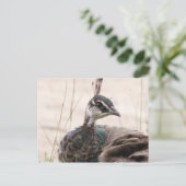 Vrouw Peafowl briefkaart (Staand voorkant)