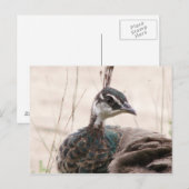 Vrouw Peafowl briefkaart (Voorkant / Achterkant)