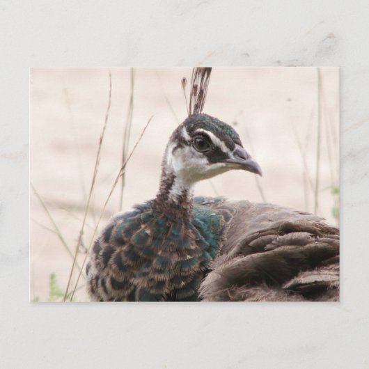 Vrouw Peafowl briefkaart (Voorkant)