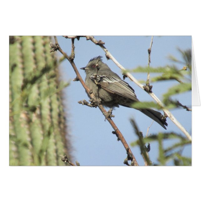 Vrouw Phainopepla (Voorkant Horizontaal)