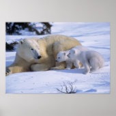 Vrouw polair Beer met 2 coyscubs Poster (Voorkant)