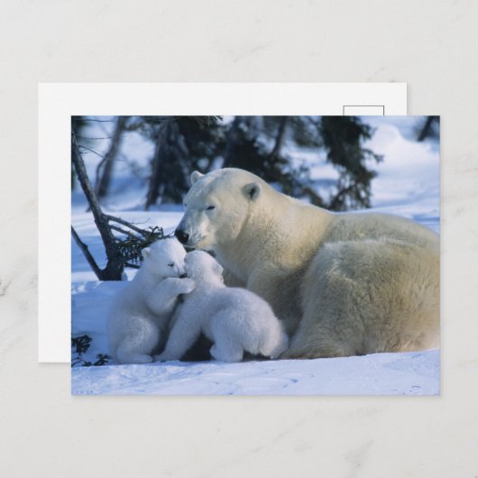 Vrouw Polar Beer Liggen Met 2 Cubs Briefkaart (Voorkant / Achterkant)