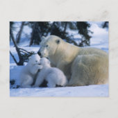 Vrouw Polar Beer Liggen Met 2 Cubs Briefkaart (Voorkant)