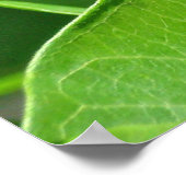 Vrouw Poster Oostelijk tijger Swallowtail Butterfl (Hoek)