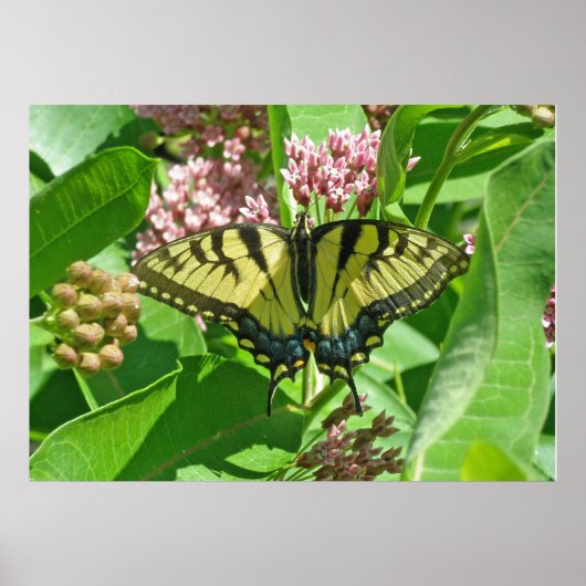 Vrouw Poster Oostelijk tijger Swallowtail Butterfl (Voorkant)
