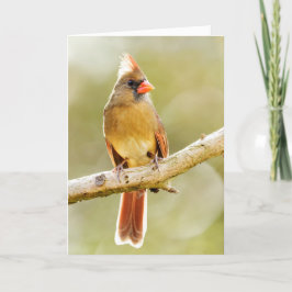 Vrouw prachtige noordelijke kardinaal op boomarm bedankkaart