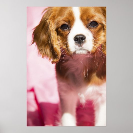 Vrouw Puppy King Charles Spaniel Poster (Voorkant)