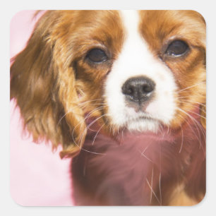 Vrouw Puppy King Charles Spaniel Square Sticker