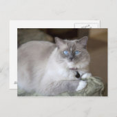 Vrouw Ragdoll Cat Briefkaart (Voorkant / Achterkant)