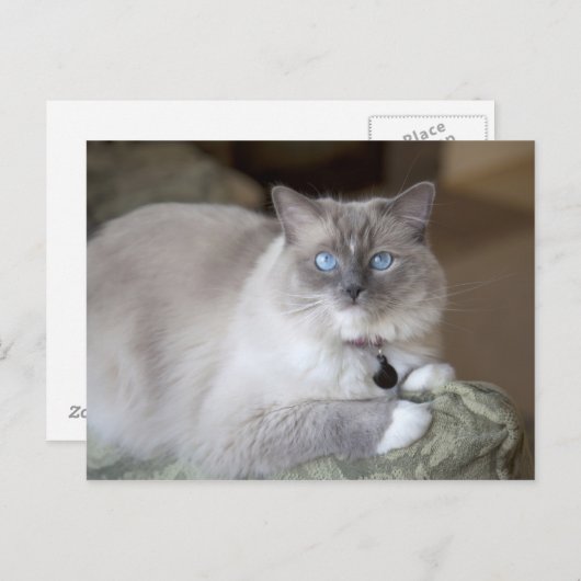 Vrouw Ragdoll Cat Briefkaart (Voorkant / Achterkant)