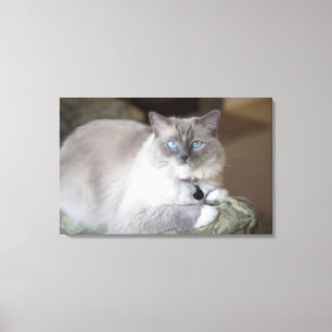 Vrouw Ragdoll Cat Canvas Afdruk