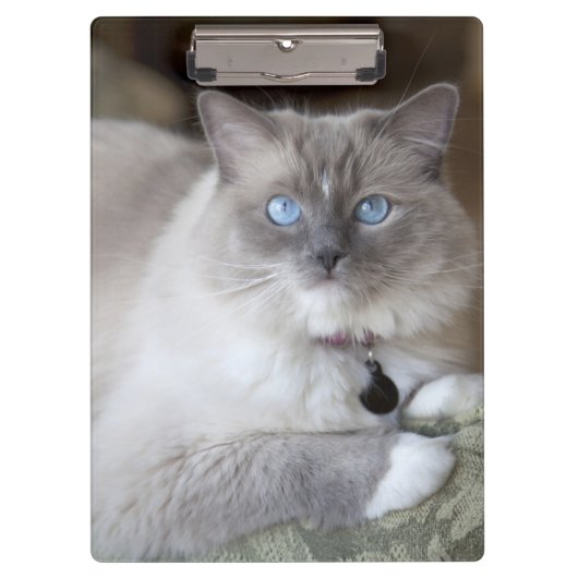 Vrouw Ragdoll Cat Klembord (Voorkant)