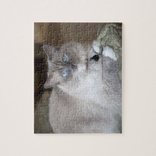 Vrouw Ragdoll Cat Legpuzzel (Verticaal)