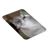 Vrouw Ragdoll Cat Magneet (Rechterzijde)