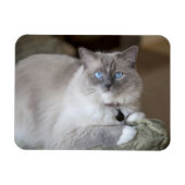 Vrouw Ragdoll Cat Magneet (Horizontaal)