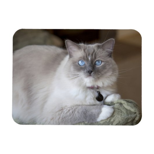Vrouw Ragdoll Cat Magneet (Horizontaal)