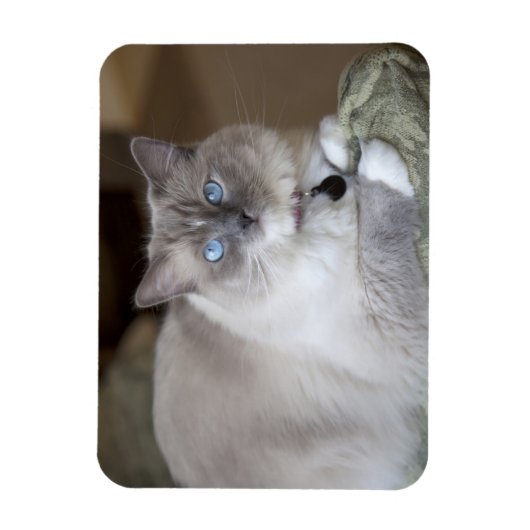 Vrouw Ragdoll Cat Magneet (Verticaal)