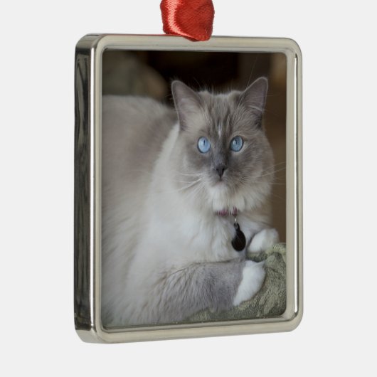 Vrouw Ragdoll Cat Metalen Ornament (Rechts)