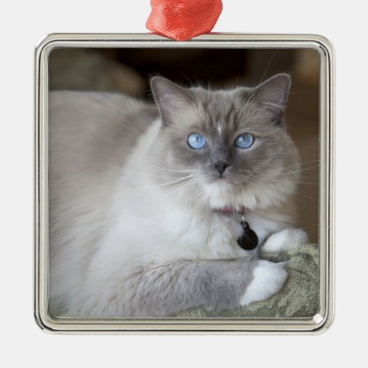 Vrouw Ragdoll Cat Metalen Ornament (Voorkant)