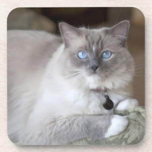 Vrouw Ragdoll Cat Onderzetter