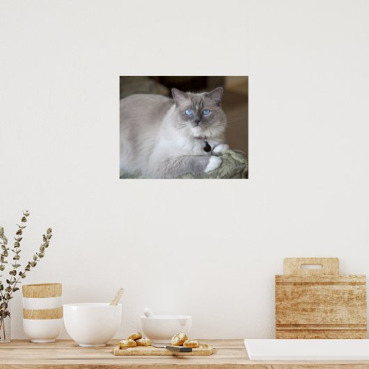 Vrouw Ragdoll Cat Poster (Keuken)
