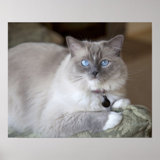 Vrouw Ragdoll Cat Poster (Voorkant)