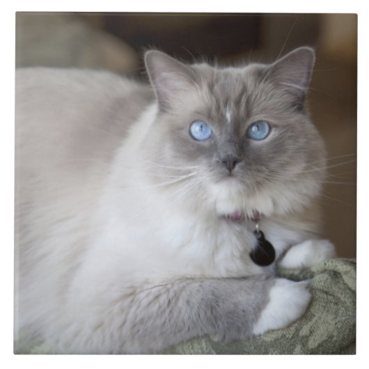Vrouw Ragdoll Cat Tegeltje (Voorkant)