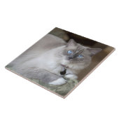 Vrouw Ragdoll Cat Tegeltje (Zijkant)