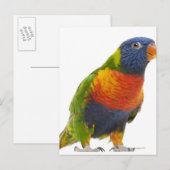 Vrouw Rainbow Loriket - Trichoglossus Briefkaart (Voorkant / Achterkant)