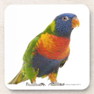 Vrouw Rainbow Loriket - Trichoglossus Drankjes Onderzetter