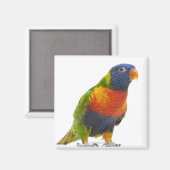 Vrouw Rainbow Loriket - Trichoglossus Magneet (Voorkant / Achterkant)