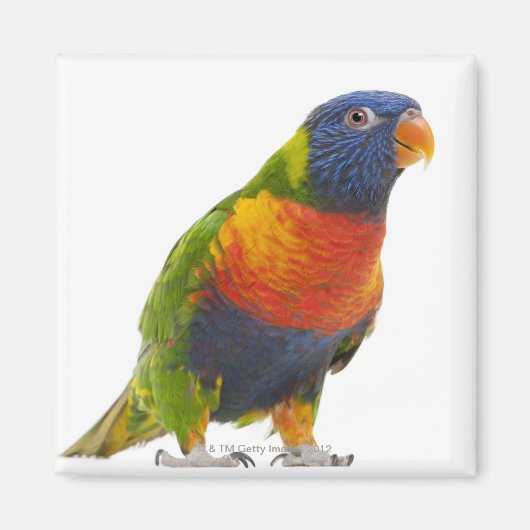 Vrouw Rainbow Loriket - Trichoglossus Magneet (Voorkant)