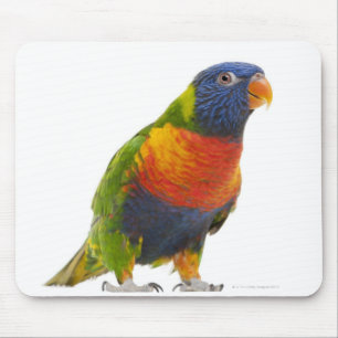 Vrouw Rainbow Loriket - Trichoglossus Muismat