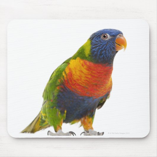 Vrouw Rainbow Loriket - Trichoglossus Muismat (Voorkant)