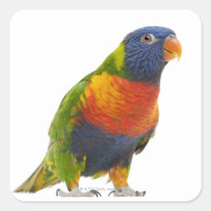Vrouw Rainbow Loriket - Trichoglossus Vierkante Sticker